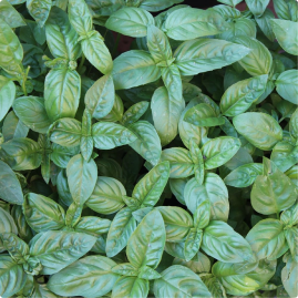 Basilikum Genovese, Ocimum basilicum